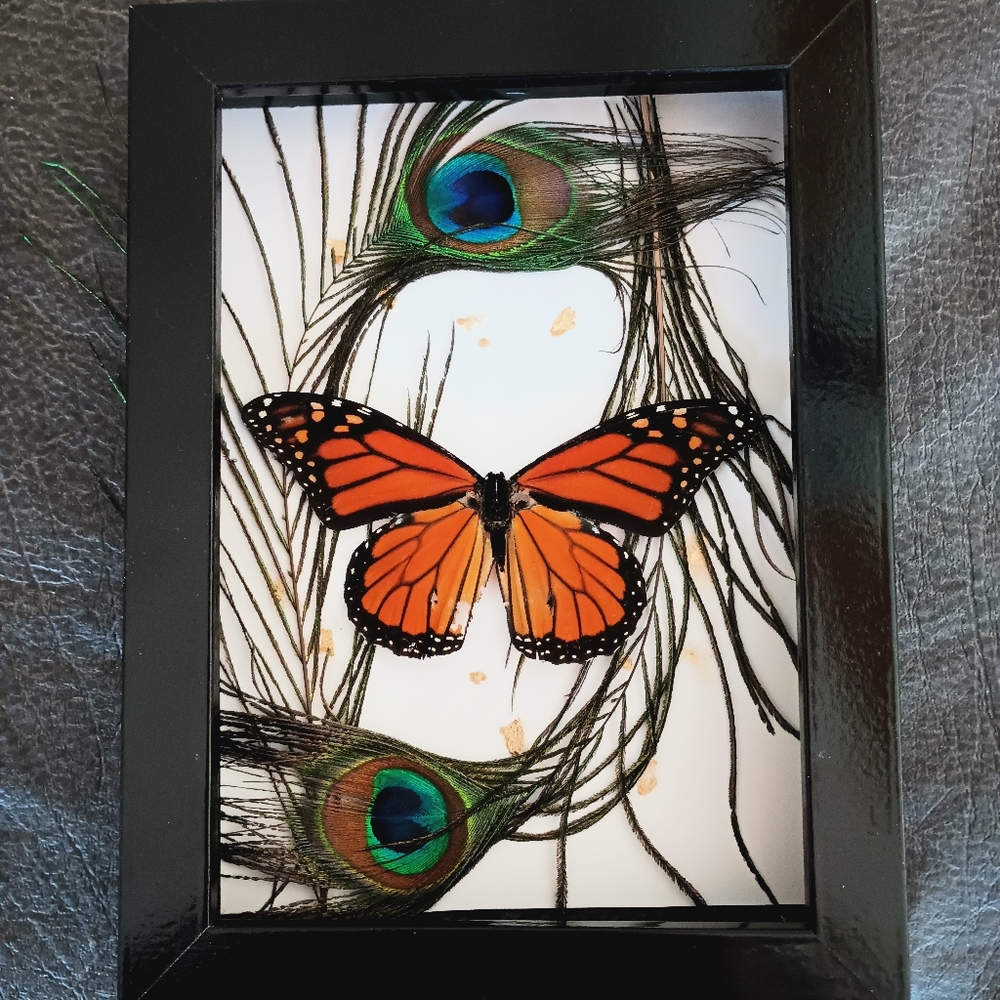 ❤️Monarch butterfly shadowbox (MESSAGE BEFORE BUY)